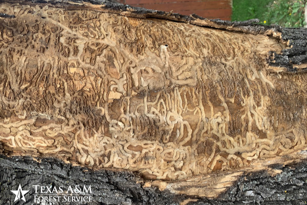 Damage by emerald ash borer in an ash tree. Photo courtesy of Texas A&M Forest Service.