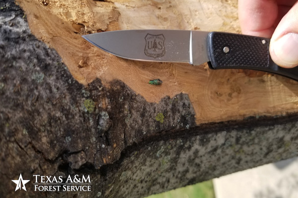Emerald ash borer size comparison. Photo courtesy of Texas A&M Forest Service.
