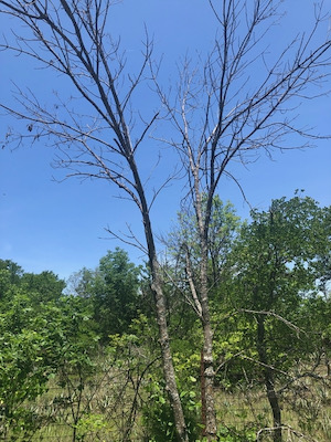 A dead ash tree killed by emerald ash borers. Photo by Sam Kieschnick.