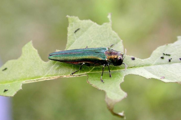 Emerald ash borer. Photo by Debbie Miller, USDA Forest Service, Bugwood.org