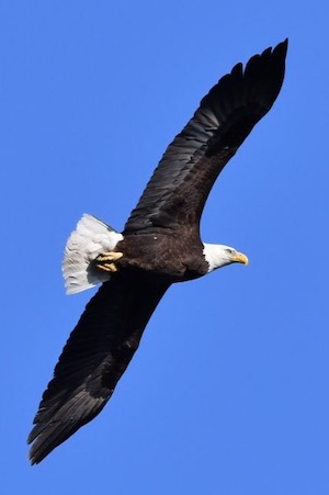 A bald eagle at White Rock Lake shows its immense wingspan. Photo by Robert L. Goodman, Jr. (c) 2022.