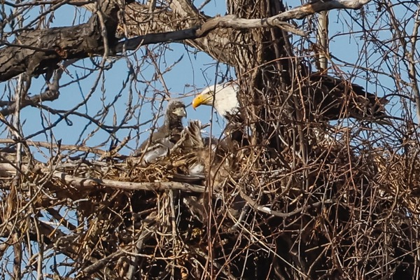 A LLELA bald eagle attending to one of its chicks in the nest. Photo by Denver Kramer. 