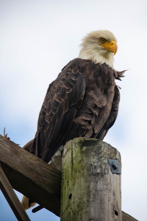 Lucy on her pole at Hagerman National Wildlife Refuge. Photo by Pam Rendall-Bass