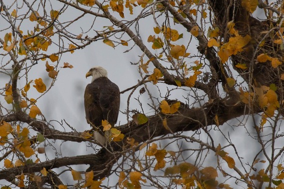 A bald eagle perched at the lake last fall. Photo by Grady Hinton