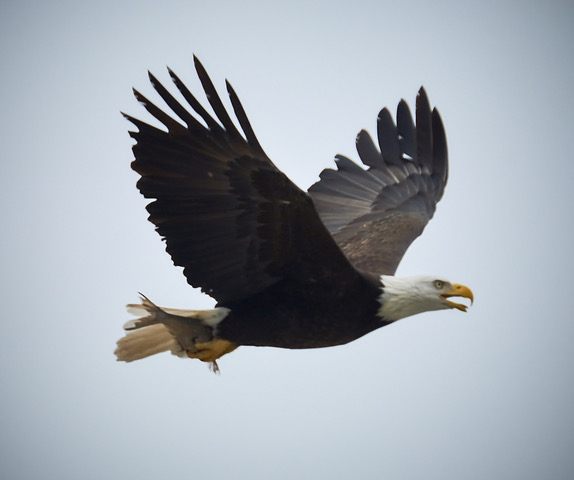 A bald eagle at White Rock Lake flies with a fish in its talons. Photo by Adam Velte.