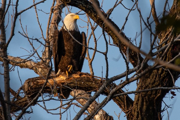 One of the White Rock bald eagles perched by the lake. Photo by Grady Hinton.