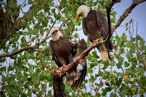 Nick and Nora in the old cottonwoods which held their original nest. Photo by Adam Velte.