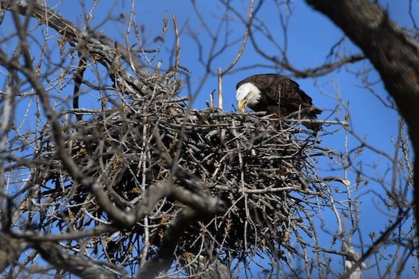 Nick and Nora’s nest before the fall. Photo by Robert L. Goodman, Jr. (c) 2022.