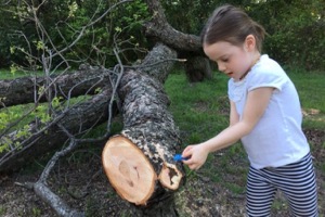 Band-aid for Eastlake tree