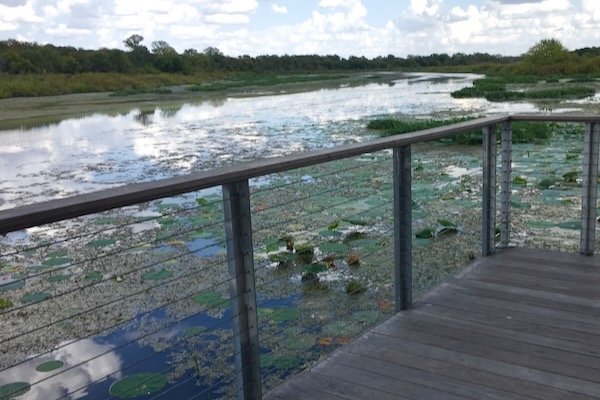 The view from the Marty Leonard Lotus Marsh Boardwalk at the Fort Worth Nature Center in 2020. Photo by Julie Thibodeaux.