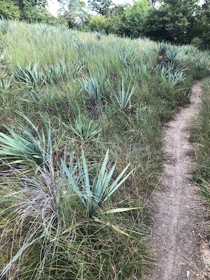 Yucca at FW Nature Center. Photo by Julie Thibodeaux