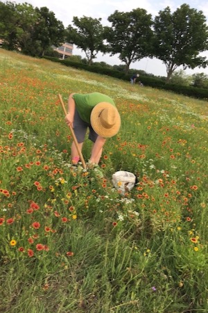 Karl rescues wildflowers in Fort Worth. Photo by Julie Thibodeaux