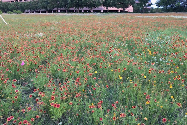 Prairie remnant in Fort Worth that was subsequently bulldozed to build school. Photo by Julie Thibodeaux.