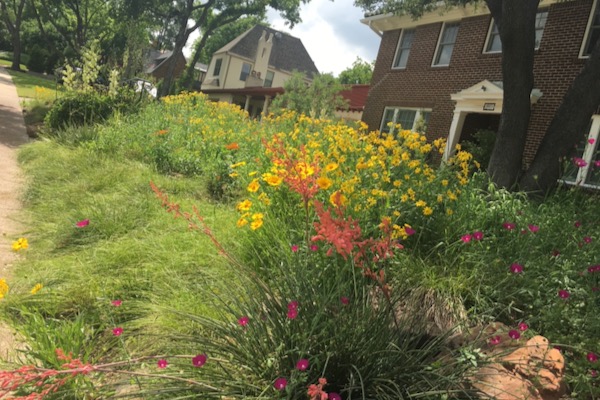 Fort Worth yard landscaped with native Texas plants. Photo by Julie Thibodeaux.