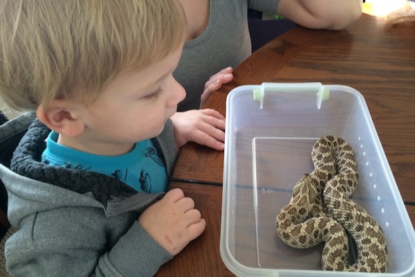 Elijah looking at a western hog-nosed snake. Photo by. Michael Smith.