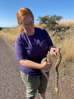 Meghan examines a non-venomous gophersnake in West Texas. The snake was released after being photographed. Photo by Michael Smith.