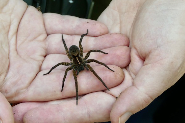 A wolf spider agrees to help with a little exposure therapy. Photo by Michael Smith.