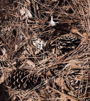 Lost Pines leaf litter offers an endless resource for curiosity. Photo by Amy Martin.