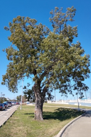  The West Dallas Gateway Pecan Tree at Beckley and Commerce has been a landmark for visitors to Dallas since the city’s founding. Photo courtesy of Texas Historic Tree Coalition.