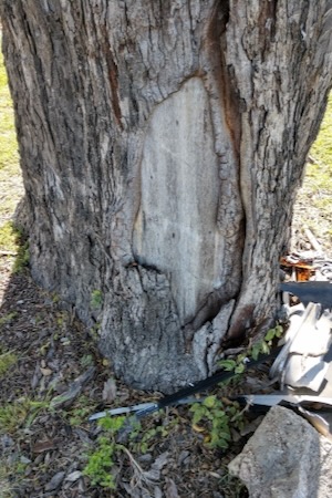 The trunk of the West Dallas Gateway Pecan shows the damage done to the tree. Photo courtesy of Texas Historic Tree Coalition.