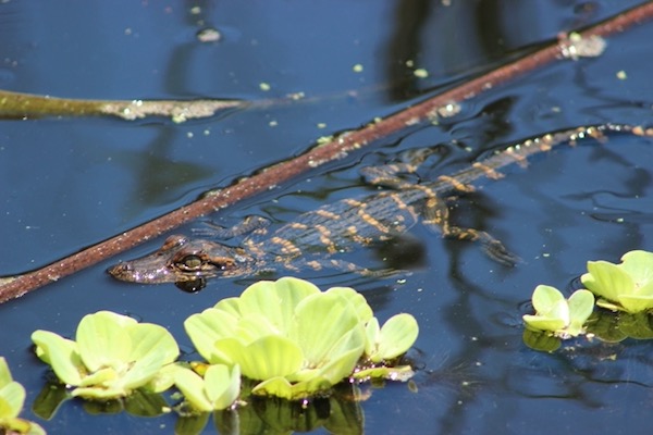 A baby gator swims at Brazoria National Wildlife Refuge near Galveston. Photo by Michael Smith.