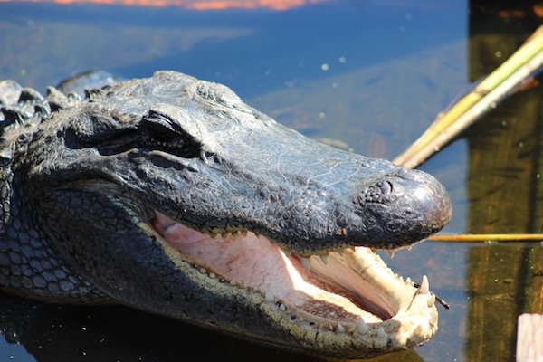 American alligator's have 80 sharp teeth. Photo by Michael Smith.