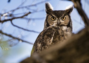 Great Horned Owl