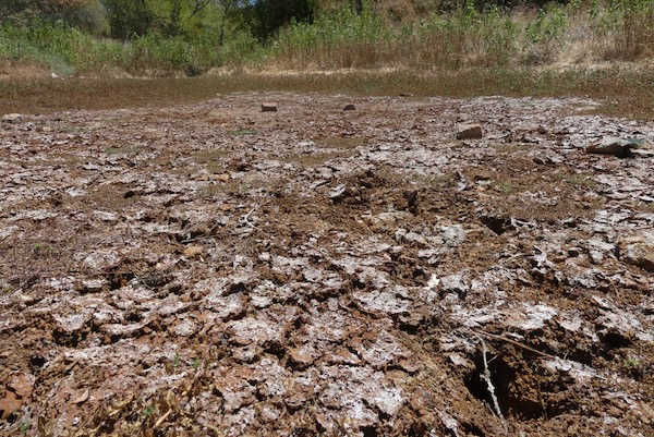 A dried-up pond at Sheri Capehart Nature Preserve in Arlington. Photo by Michael Smith.