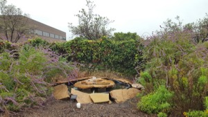 North Lake College butterfly garden