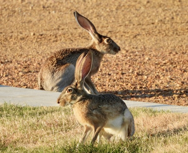 Two jackrabbits at the edge of the Rayzor Ranch Park​. Photo by Jaime Baxter-Slye.