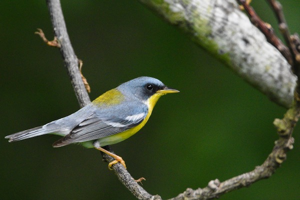Tropical Parula. Photo by Ty Allen.