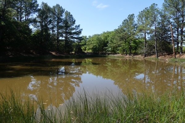 A pond within the pine grove in Unit 30. Photo by Michael Smith.