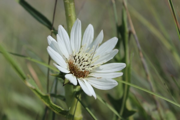 Summer flowering of white rosinweed, also known as compassplant. Photo by Michael Smith.
