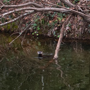 North American River Otter at the Ladd natural area. Photo by Mark Graham.