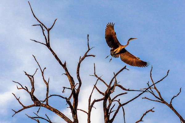 Great blue heron at the Ladd Nature Preserve. Photo by Mark Graham.