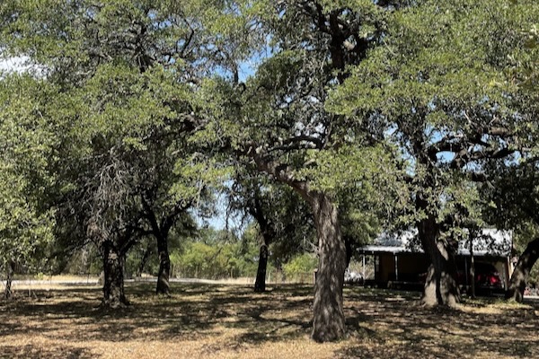 The Comanche Creek Live Oak Grove in Granbury is the site of an encampment. Courtesy of the Texas Historic Tree Coalition.