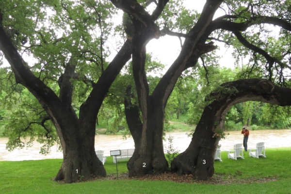 The Singing Trees in Glen Rose inspired a song recorded by Elvis Presley. Courtesy of Texas Historic Tree Coalition.