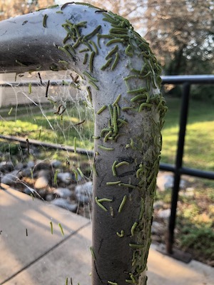 Hackberry veafrollers that had dropped down from a hackberry tree onto a railing. Photo by Karl Thibodeaux.