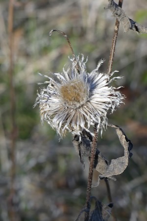 American basketflower is common on the prairie at Chisholm Trail Park. Photo by Michael Smith.