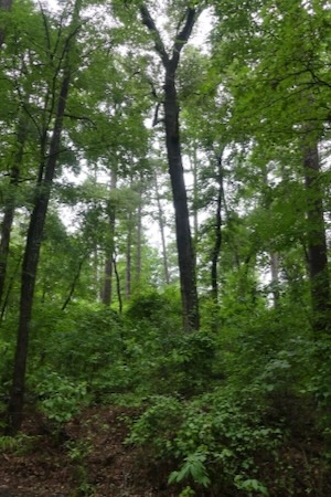 The Lennox Woods preserve is a quiet haven in Northeast Texas. Photo by Michael Smith.