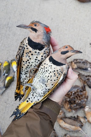 Northern Flickers collected by Lights Out Texas volunteers