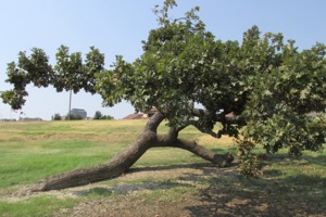 Comanche Marker Tree on Bird's Fort Trail