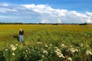 Daphne Prairie rainbow