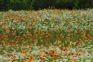 Stella Rowan Prairie