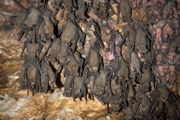 Mexican free tailed bats. Photo courtesy of Texas Parks and Wildlife Department.