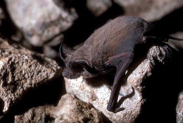 Mexican free tailed bat. Courtesy of Texas Parks and Wildlife Department.