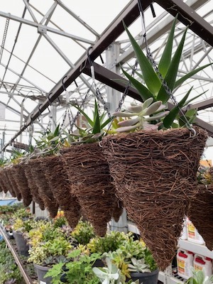 Lowe's succulent baskets