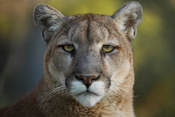 Mountain lion Courtesy of Fin and Fur Films.