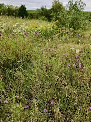 A vibrant prairie restoration at Lewisville Lake Environmental Learning Center. Photo by Angilee Wilkerson. 