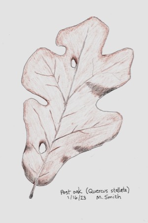 Leaf drawing by Michael Smith.